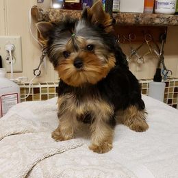 Yorkshire Terrier Puppies from LuvStruck Yorkies