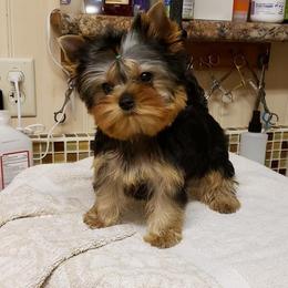 Yorkshire Terrier Puppies from LuvStruck Yorkies