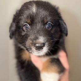 Barrel - Black tri male Miniature Australian Shepherd puppy in Hillsboro, Texas from H&J Aussies