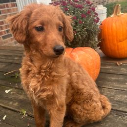 Max - Apricot male Goldendoodle puppy in Centralia, Missouri from Oodles Of Doodles Mo.