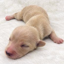 Noelle - Cream female Dachshund puppy in Sebring, Florida from Mini Weenies