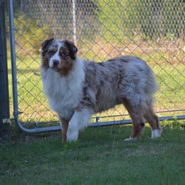 Axel - Australian Shepherd