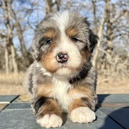 Blue Merle Boy - Blue merle male Bernedoodle puppy in Sioux Falls, South Dakota from WhiskeyCreek Doodles