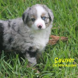 Miniature Australian Shepherd and Toy Australian Shepherd Puppies from TK Mini Aussies