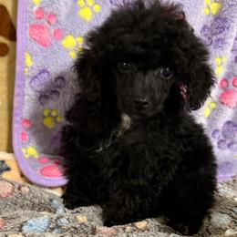 Tiny Tank - Black male Poodle puppy in Pounding  Mill, Virginia from Rosa's Chihuahuas