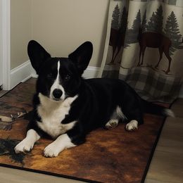 Crick - Cardigan Welsh Corgi