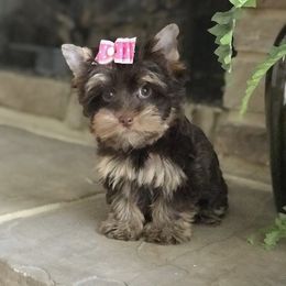 Maltese and Yorkshire Terrier Puppies from Precious Paws Maltese and Yorkies