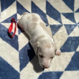 Pearl - Piebald female Dachshund puppy in Stilwell, Oklahoma from Mountain Top Dachshunds