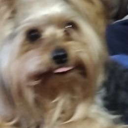 Toby - Yorkshire Terrier