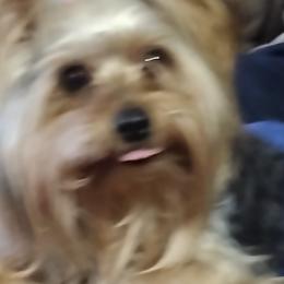 Toby - Yorkshire Terrier