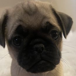 Boy 1 - Pug puppy in Alabama from Pug Love of Opelika Alabama