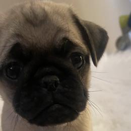 Boy 1 - Pug puppy in Alabama from Pug Love of Opelika Alabama