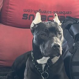 VULCAN - Black American Bully puppy in Texas from TEXAS BULLY FAMILY