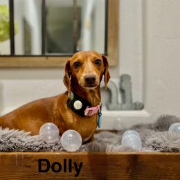 Dolly - Dachshund