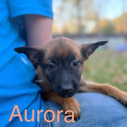 Aurora - Red sable female Belgian Malinois puppy in Linwood, Michigan from Gillis Malinois LLC
