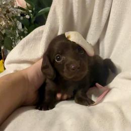 Pequeno - Chocolate male Dachshund puppy in Kentucky from Wonderful Weiners