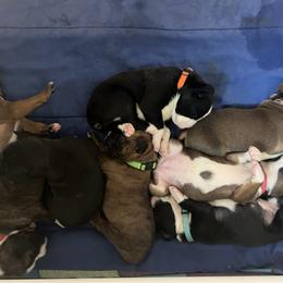 Boxer Puppies from Holly's Boxers of Rochester