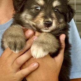 Tri female 2 - Black tri female Miniature Australian Shepherd puppy in Lemon Cove, California from Magic Ranch Mini Aussies