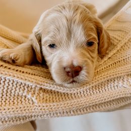Goldendoodle Puppies from Okie Doodle Grove