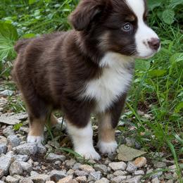 Howl - Red tri male Miniature Australian Shepherd puppy in Macomb, Missouri from Show Me MO Aussies