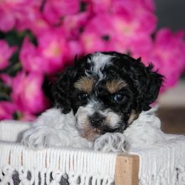Lorelei - Tri-color female Bernedoodle puppy in Longview, Texas from Furry Tail Doodles