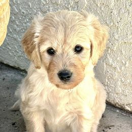 Goldendoodles from Westwind Goldendoodles