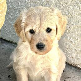 Goldendoodles from Westwind Goldendoodles