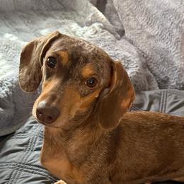 Harlee - Dachshund
