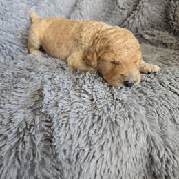 Apricot girl - Apricot female Poodle puppy in Bauxite, Arkansas from Mountain Ridge Poodles