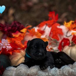 Chucky (Light Blue Collar) - Black male German Shepherd puppy in Chattanooga, Tennessee from Lucianhaus