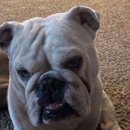 Rosco Davis - Bulldog