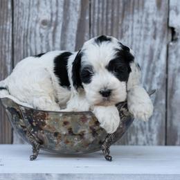 Charlie - Black and white male Cockapoo puppy in Seattle, Washington from Sweet Home Doodles