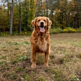 Maggie - Golden Retriever