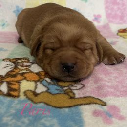 Paris - Yellow female Labrador Retriever puppy in Alcester, South Dakota from Theresa Rhodes