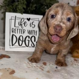 Rita - Chocolate and cream female Dachshund puppy in Gerber, California from Red Dirt Doxies