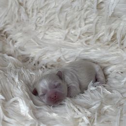 French Bulldog and Shih Tzu Puppies from Puppy Paper House