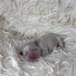 French Bulldog and Shih Tzu Puppies from Puppy Paper House