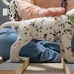 Light Green - White and black Dalmatian puppy in Fort Dodge, Iowa from Carter's Dalmatians
