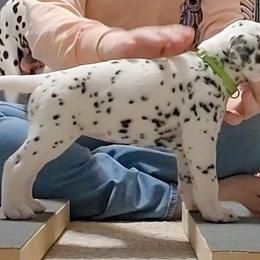 Light Green - White and black Dalmatian puppy in Fort Dodge, Iowa from Carter's Dalmatians