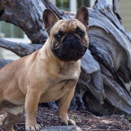 Chubs - French Bulldog