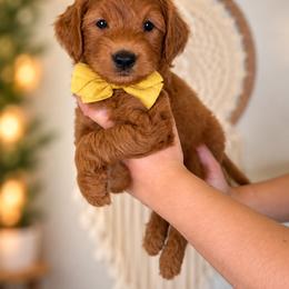 Macintosh - Red  male Goldendoodle puppy in Norcross, Georgia from Teddy Puppies
