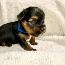 Yorkshire Terrier Puppies from Yorkie Fever