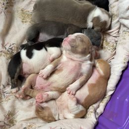 Bulldog Puppies from Diamond M English Bulldogs