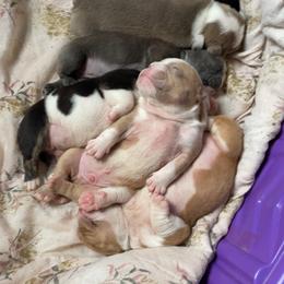 Bulldog Puppies from Diamond M English Bulldogs