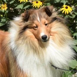 Shetland Sheepdogs from Weis Shelties
