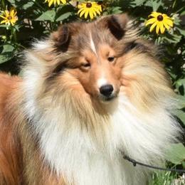 Shetland Sheepdogs from Weis Shelties