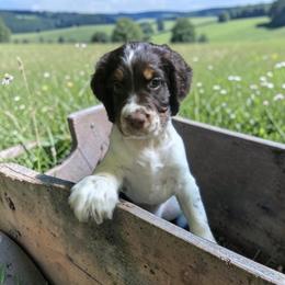 Light Blue Collar Male - Tri-Roan male English Springer Spaniel puppy in Henagar, Alabama from Windy Oak Kennels