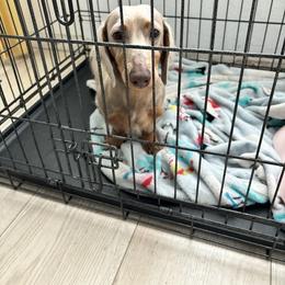 Dash - Dachshund