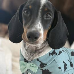 Pete - Dachshund