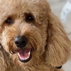 Australian Labradoodles, Goldendoodles, and Poodles from Grammy's Puppy Love doodles and poodles
